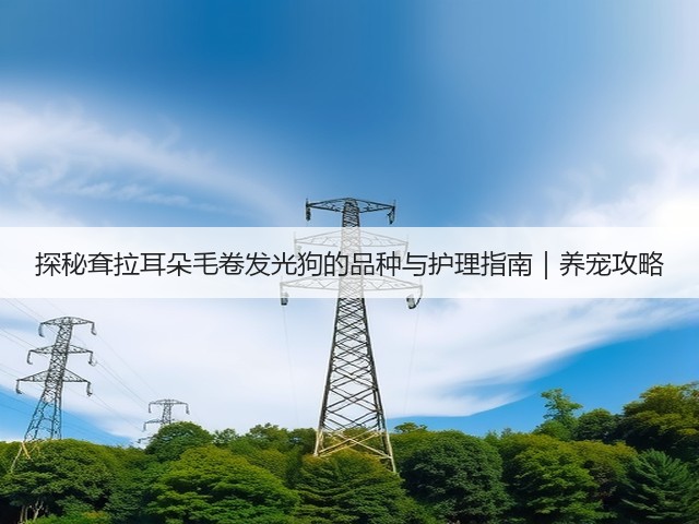 探秘耷拉耳朵毛卷发光狗的品种与护理指南|养宠攻略(图3) 探秘耷拉耳朵毛卷发光狗的品种与护理指南|养宠攻略(图3)