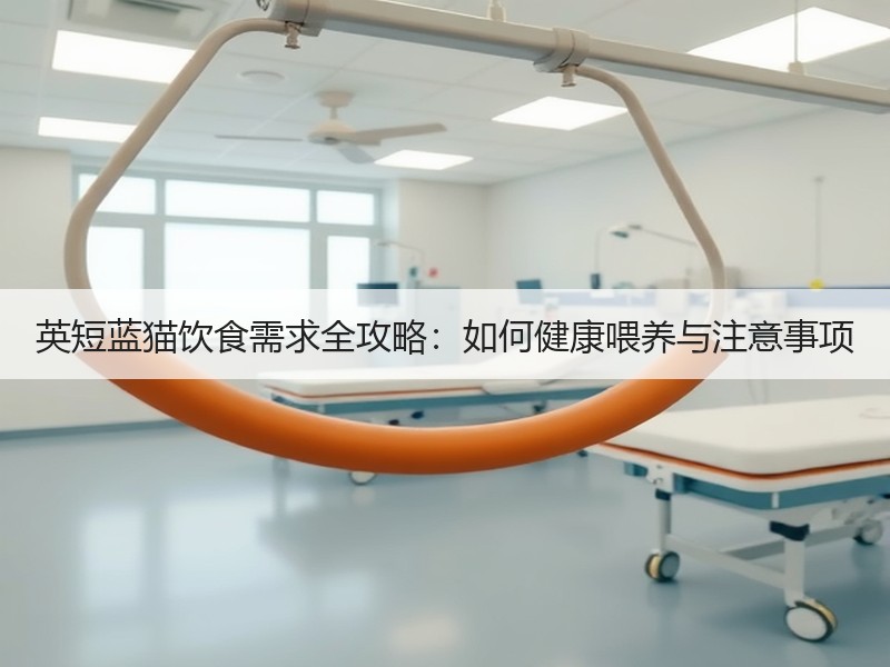 英短蓝猫饮食需求全攻略：如何健康喂养与注意事项