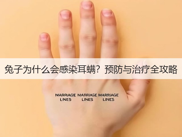 兔子为什么会感染耳螨?预防与治疗全攻略(图1) 兔子为什么会感染耳螨?预防与治疗全攻略(图1)