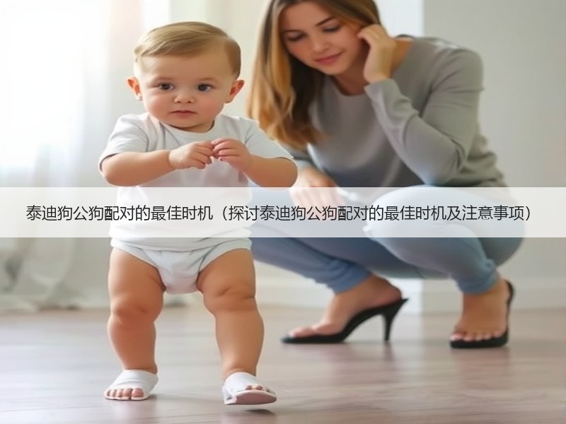 泰迪狗公狗配对的最佳时机（探讨泰迪狗公狗配对的最佳时机及注意事项）