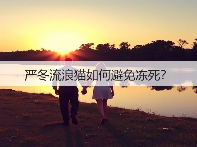严冬流浪猫如何避免冻死？(图3)