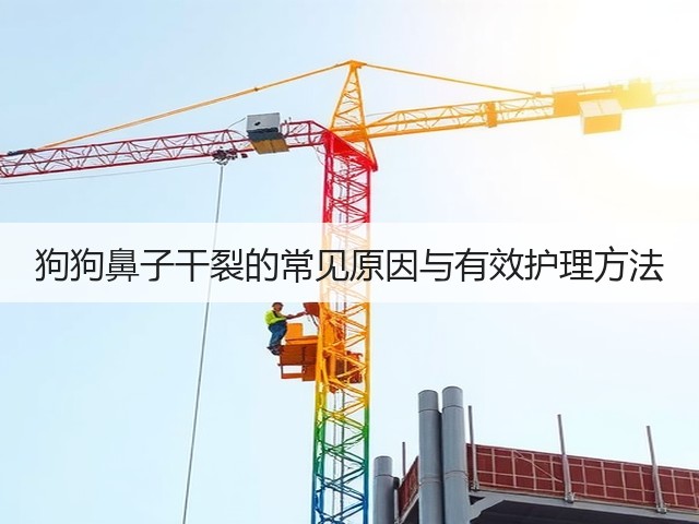 狗狗鼻子干裂的常见原因与有效护理方法(图2)
