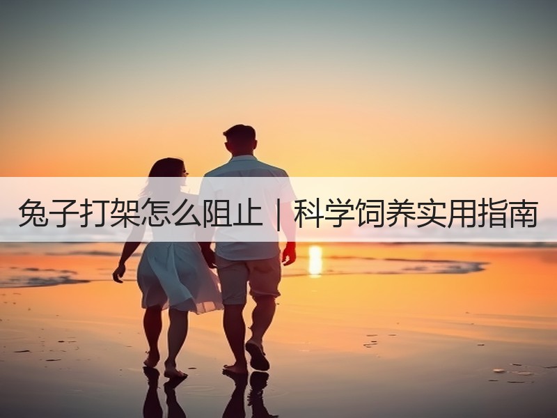 兔子打架怎么阻止｜科学饲养实用指南