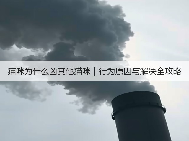 猫咪为什么凶其他猫咪|行为原因与解决全攻略(图3) 猫咪为什么凶其他猫咪|行为原因与解决全攻略(图3)