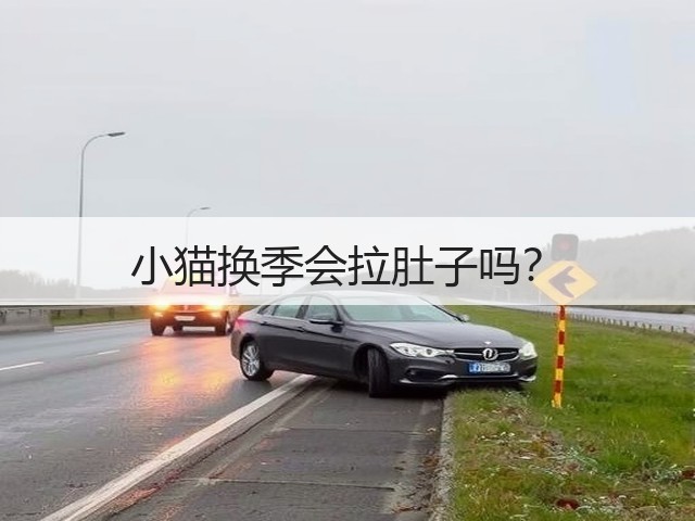 小猫换季会拉肚子吗?(图2) 小猫换季会拉肚子吗?(图2)
