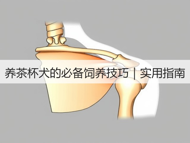 养茶杯犬的必备饲养技巧|实用指南(图1) 养茶杯犬的必备饲养技巧|实用指南(图1)