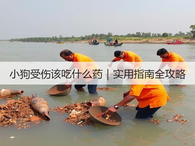 小狗受伤该吃什么药|实用指南全攻略(图3) 小狗受伤该吃什么药|实用指南全攻略(图3)