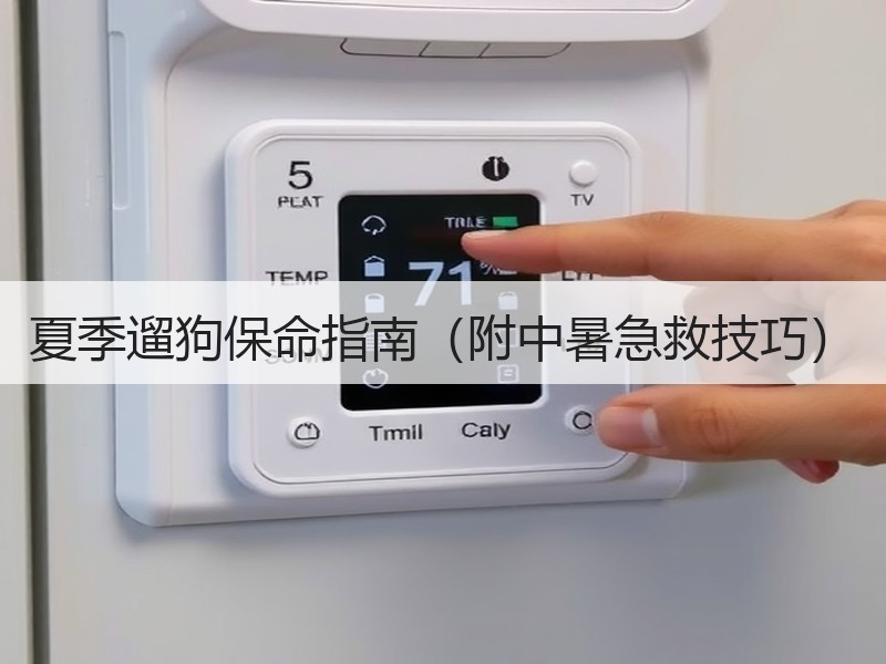 夏季遛狗保命指南（附中暑急救技巧）