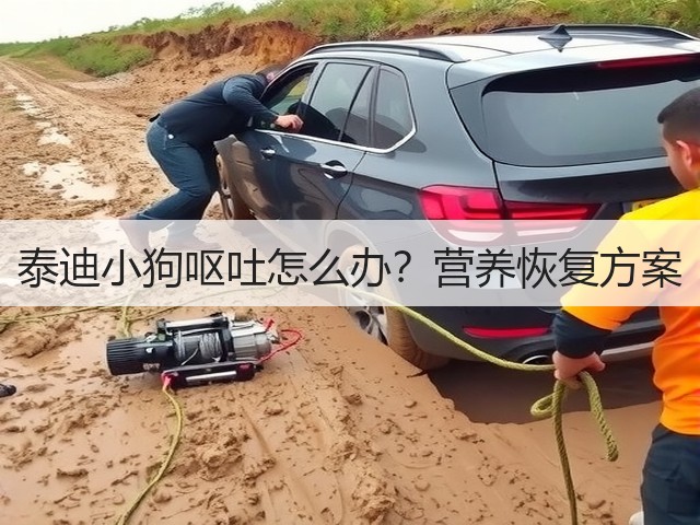 泰迪小狗呕吐怎么办?营养恢复方案(图1) 泰迪小狗呕吐怎么办?营养恢复方案(图1)