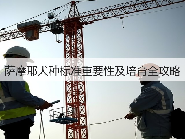 萨摩耶犬种标准重要性及培育全攻略(图2) 萨摩耶犬种标准重要性及培育全攻略(图2)