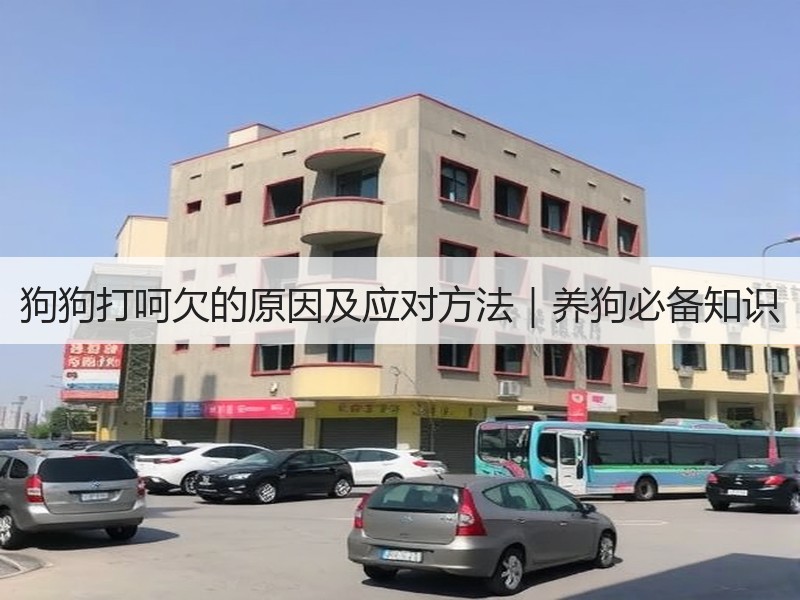 狗狗打呵欠的原因及应对方法｜养狗必备知识