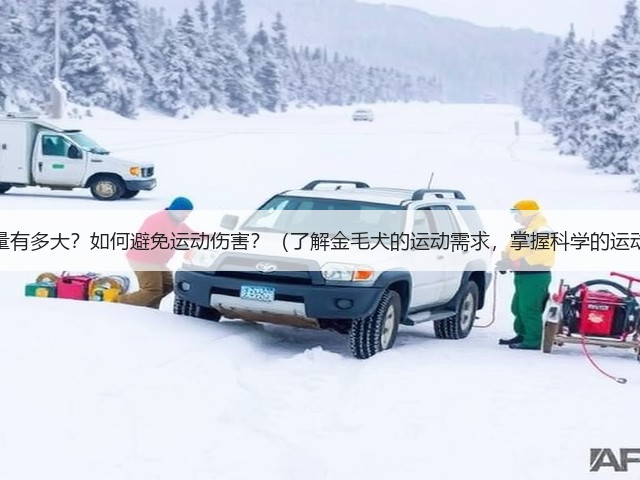 金毛的运动量有多大?如何避免运动伤害?(了解金毛犬的运动需求,掌握科学的运动防护方法)(图1) 金毛的运动量有多大?如何避免运动伤害?(了解金毛犬的运动需求,掌握科学的运动防护方法)(图1)
