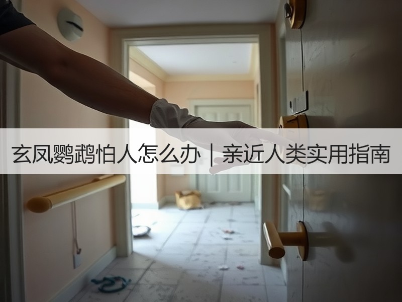 玄凤鹦鹉怕人怎么办｜亲近人类实用指南