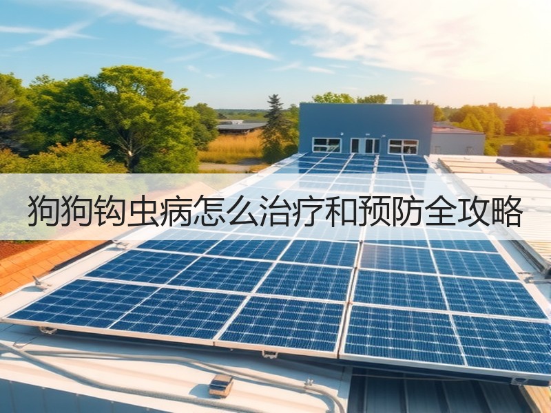 狗狗钩虫病怎么治疗和预防全攻略