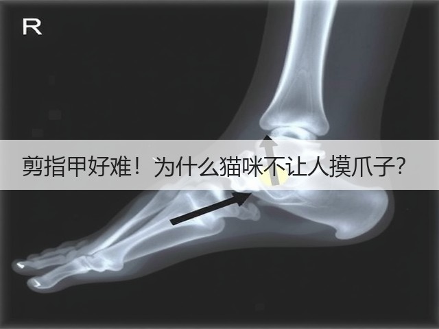 剪指甲好难!为什么猫咪不让人摸爪子?(图3) 剪指甲好难!为什么猫咪不让人摸爪子?(图3)