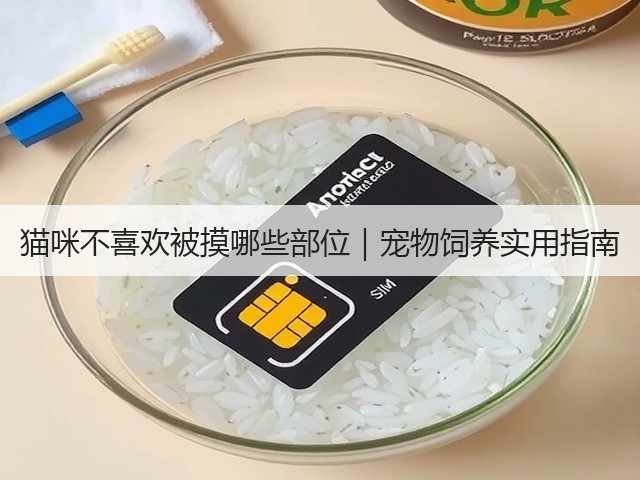猫咪不喜欢被摸哪些部位|宠物饲养实用指南(图1) 猫咪不喜欢被摸哪些部位|宠物饲养实用指南(图1)