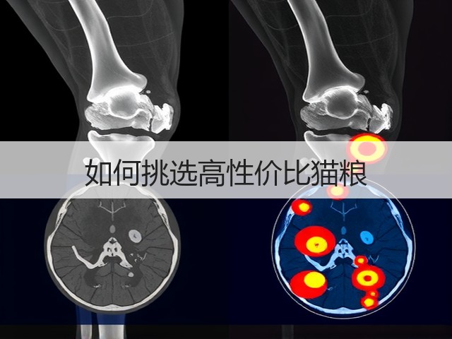 如何挑选高性价比猫粮(图1) 如何挑选高性价比猫粮(图1)