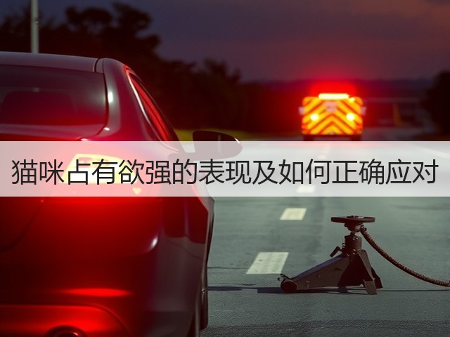 猫咪占有欲强的表现及如何正确应对(图1)