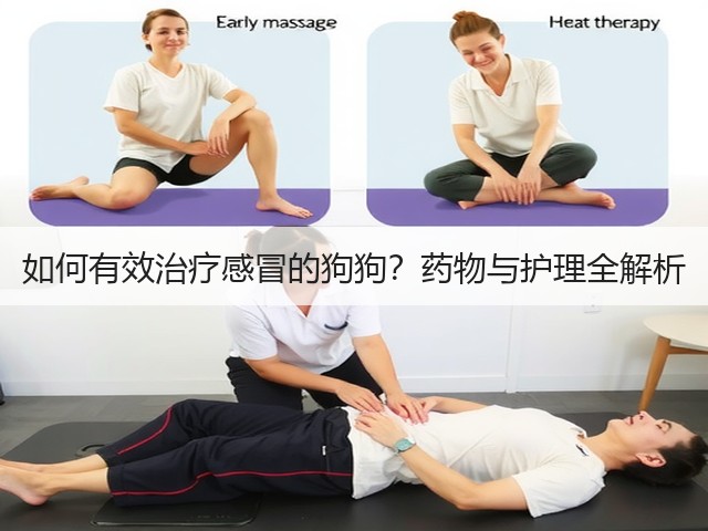 如何有效治疗感冒的狗狗?药物与护理全解析(图2) 如何有效治疗感冒的狗狗?药物与护理全解析(图2)