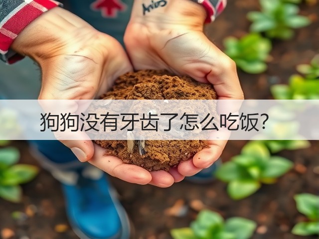 狗狗没有牙齿了怎么吃饭?(图1) 狗狗没有牙齿了怎么吃饭?(图1)