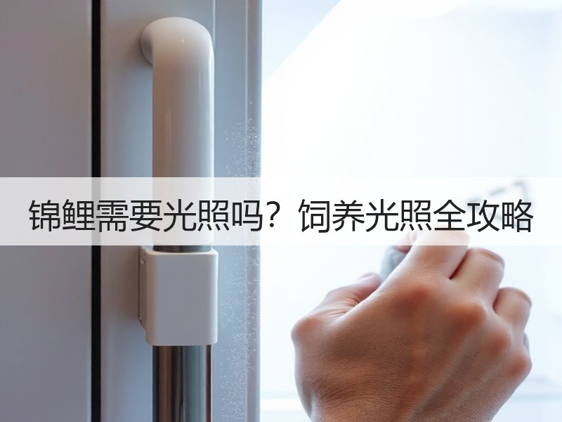 锦鲤需要光照吗？饲养光照全攻略