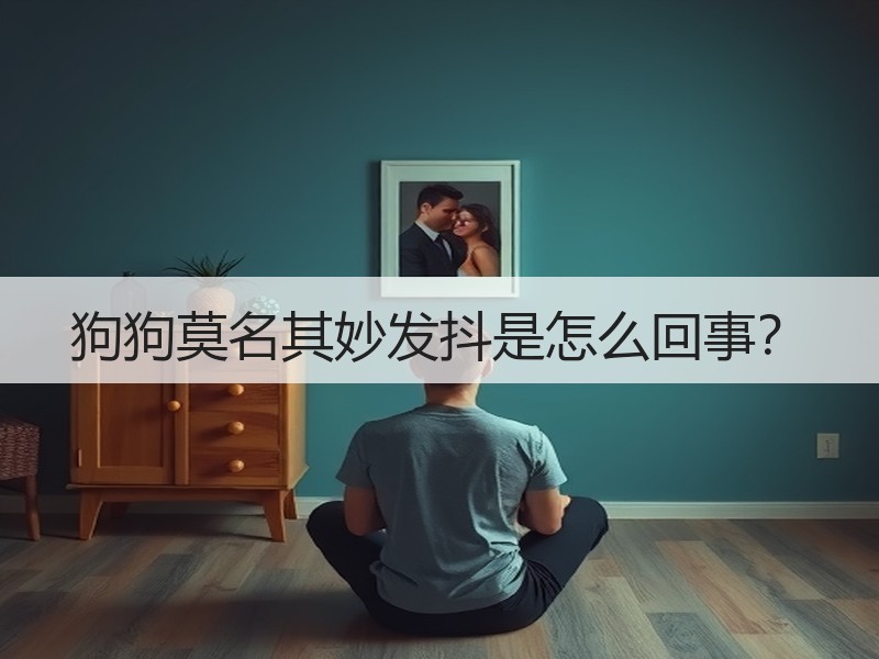 狗狗莫名其妙发抖是怎么回事？