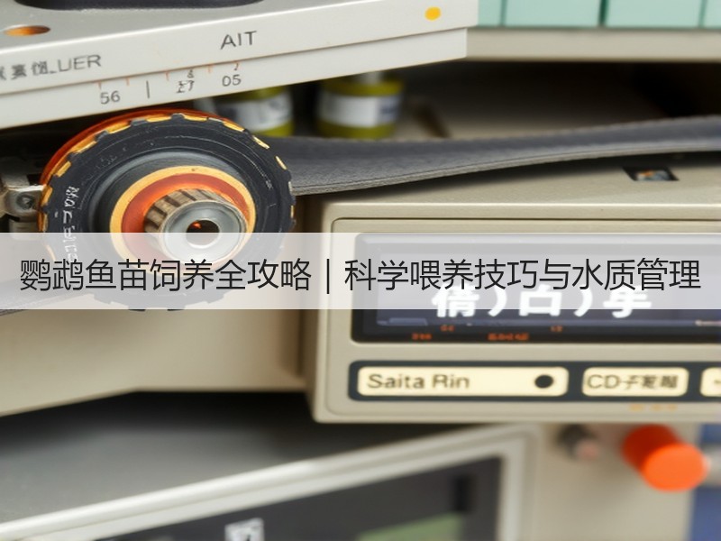 鹦鹉鱼苗饲养全攻略｜科学喂养技巧与水质管理