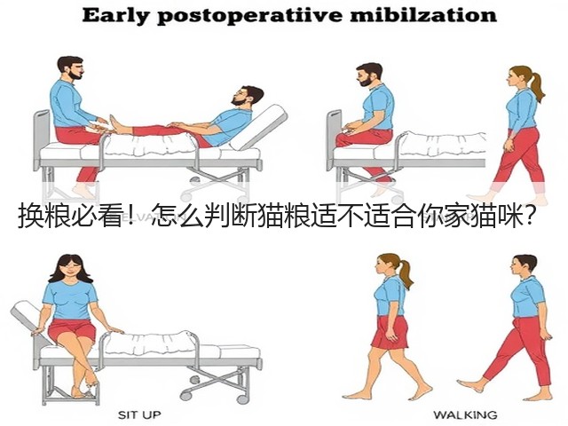 换粮必看!怎么判断猫粮适不适合你家猫咪?(图1) 换粮必看!怎么判断猫粮适不适合你家猫咪?(图1)