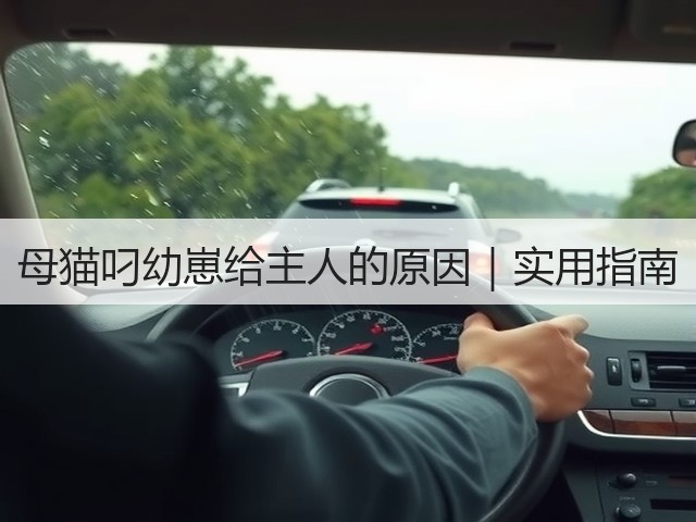 母猫叼幼崽给主人的原因|实用指南(图3) 母猫叼幼崽给主人的原因|实用指南(图3)