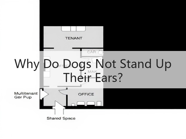 Why Do Dogs Not Stand Up Their Ears?(图1) Why Do Dogs Not Stand Up Their Ears?(图1)