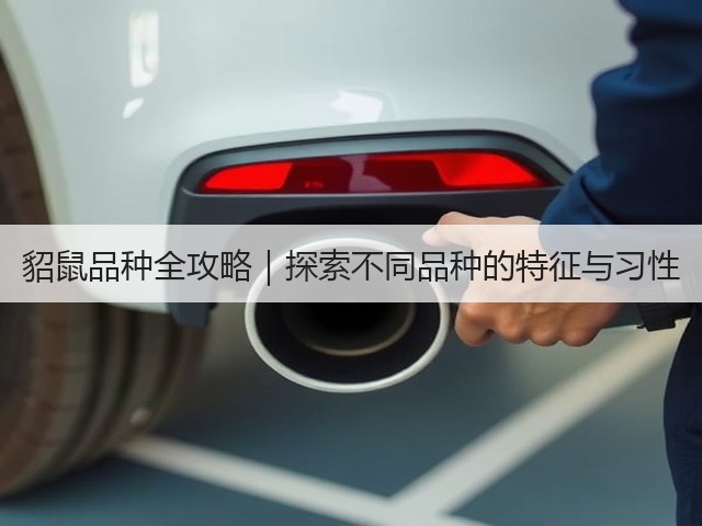 貂鼠品种全攻略|探索不同品种的特征与习性(图1) 貂鼠品种全攻略|探索不同品种的特征与习性(图1)