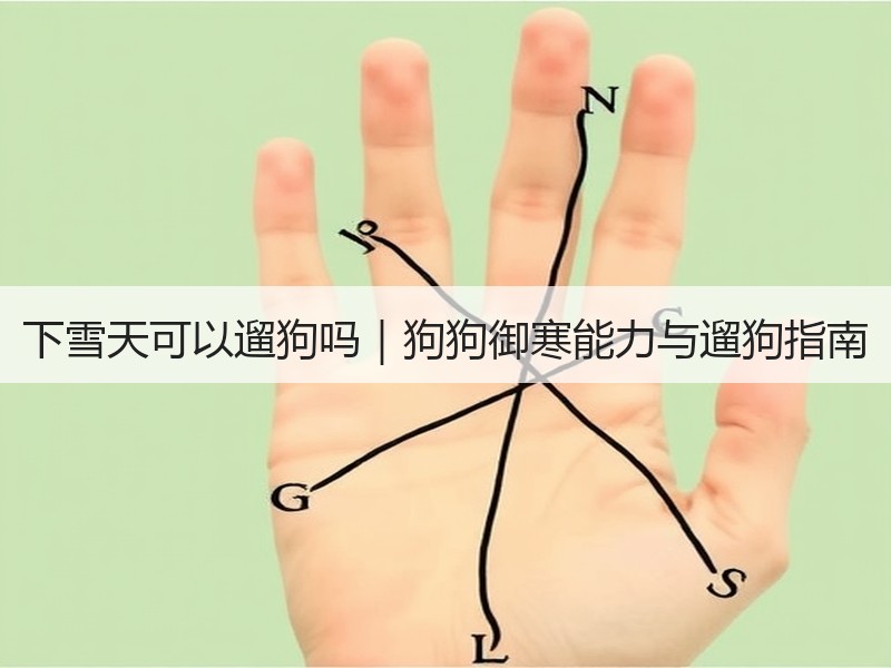 下雪天可以遛狗吗｜狗狗御寒能力与遛狗指南