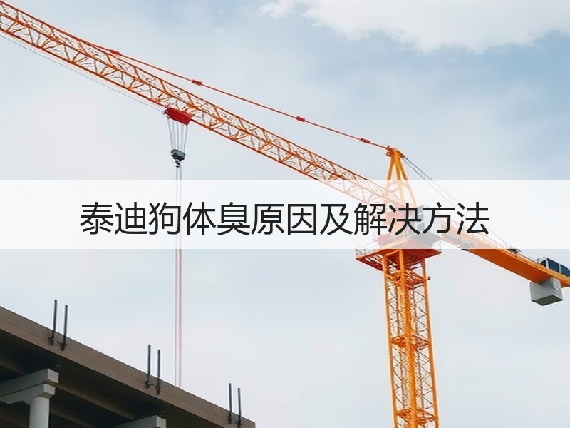 泰迪狗体臭原因及解决方法