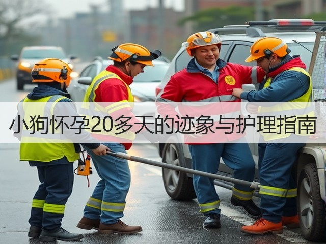 小狗怀孕20多天的迹象与护理指南(图3) 小狗怀孕20多天的迹象与护理指南(图3)
