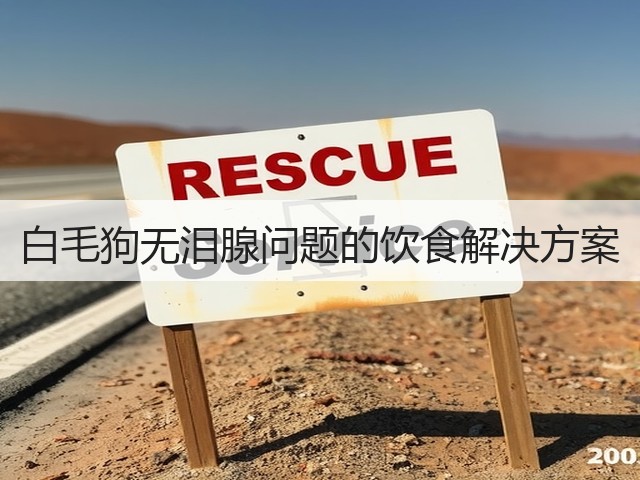 白毛狗无泪腺问题的饮食解决方案(图1) 白毛狗无泪腺问题的饮食解决方案(图1)