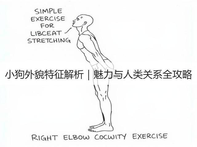 小狗外貌特征解析|魅力与人类关系全攻略(图2) 小狗外貌特征解析|魅力与人类关系全攻略(图2)