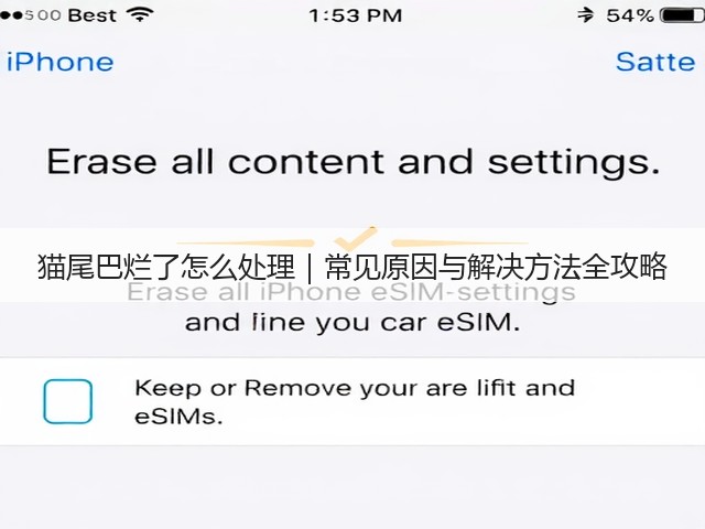 猫尾巴烂了怎么处理｜常见原因与解决方法全攻略(图2)
