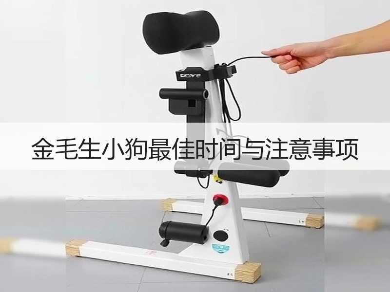 金毛生小狗最佳时间与注意事项