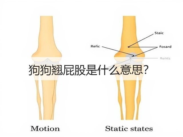 狗狗翘屁股是什么意思?(图2) 狗狗翘屁股是什么意思?(图2)