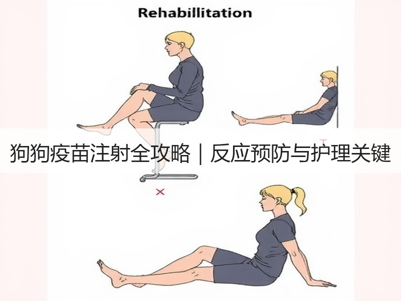 狗狗疫苗注射全攻略｜反应预防与护理关键