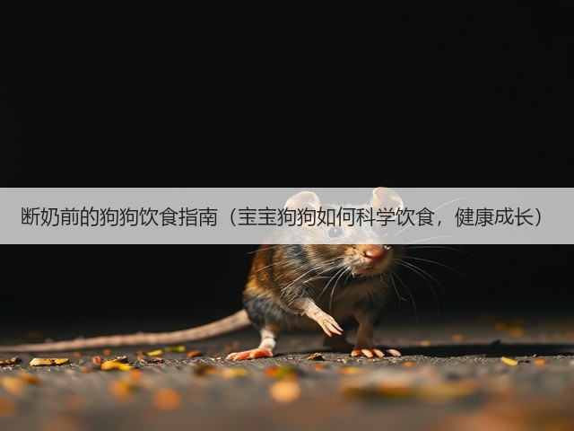 断奶前的狗狗饮食指南(宝宝狗狗如何科学饮食,健康成长)(图1) 断奶前的狗狗饮食指南(宝宝狗狗如何科学饮食,健康成长)(图1)