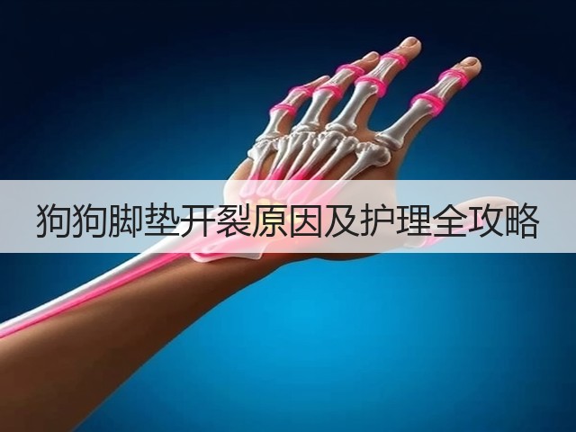狗狗脚垫开裂原因及护理全攻略(图3) 狗狗脚垫开裂原因及护理全攻略(图3)