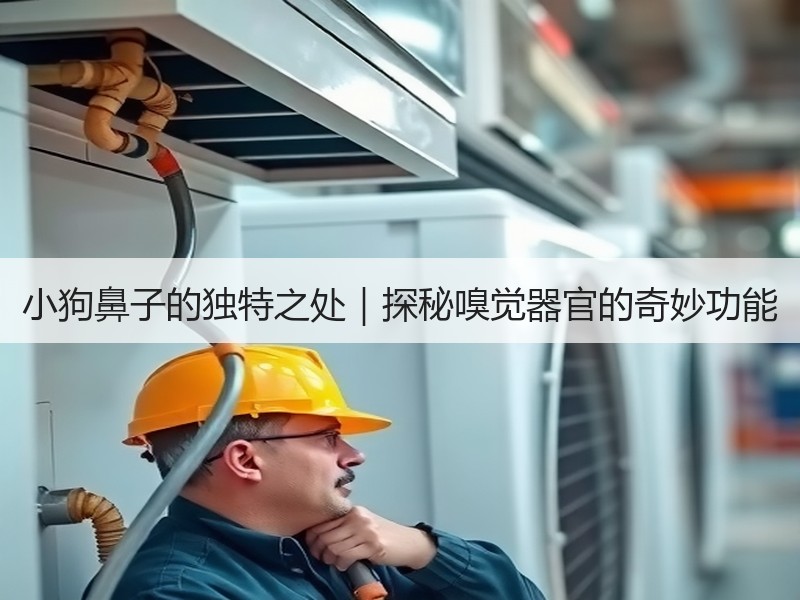 小狗鼻子的独特之处｜探秘嗅觉器官的奇妙功能