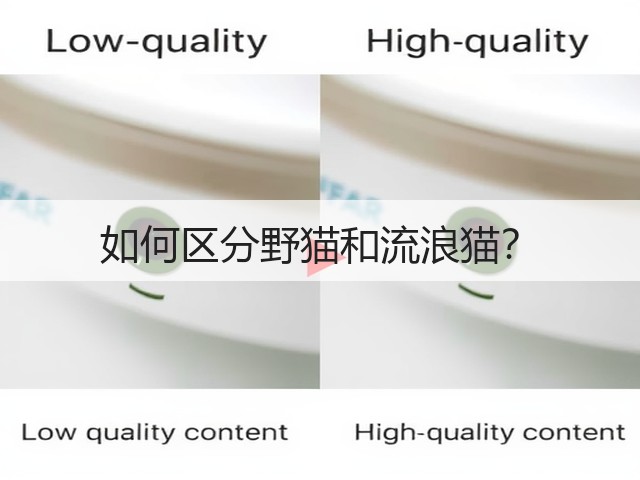 如何区分野猫和流浪猫?(图3) 如何区分野猫和流浪猫?(图3)