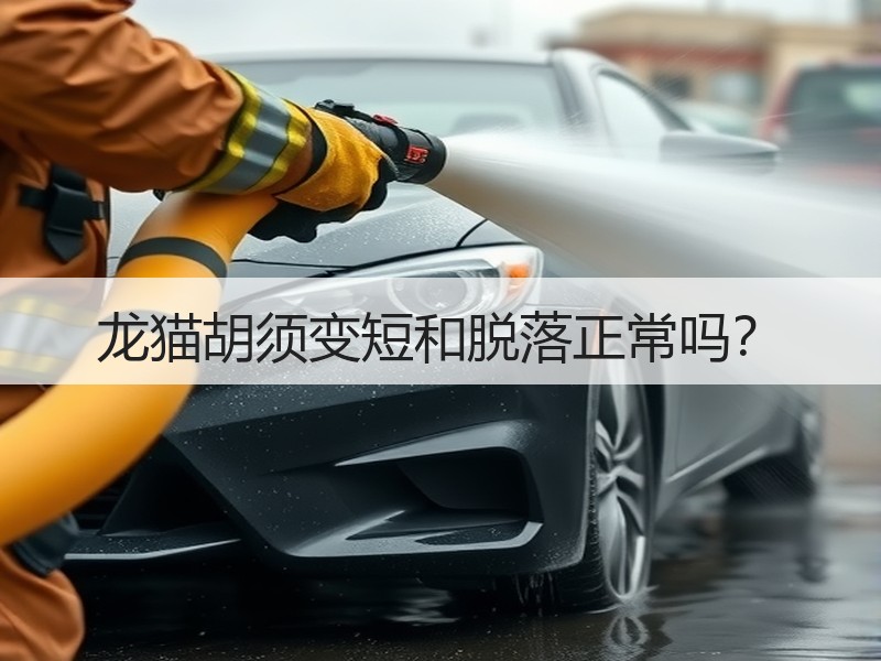 龙猫胡须变短和脱落正常吗？