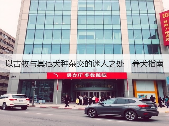以古牧与其他犬种杂交的迷人之处|养犬指南(图2) 以古牧与其他犬种杂交的迷人之处|养犬指南(图2)