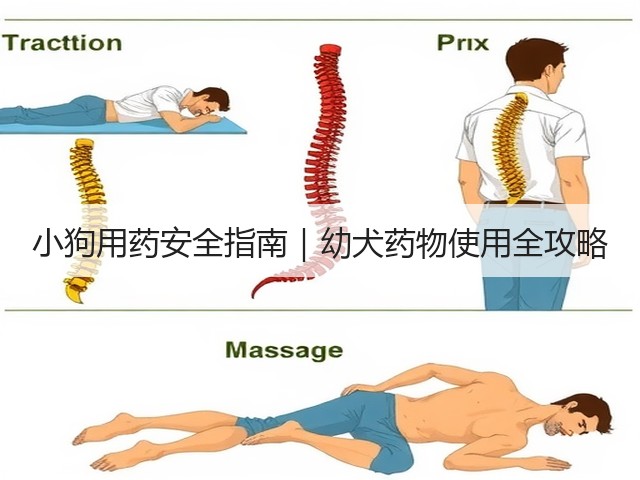 小狗用药安全指南|幼犬药物使用全攻略(图1) 小狗用药安全指南|幼犬药物使用全攻略(图1)