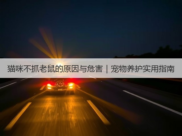 猫咪不抓老鼠的原因与危害｜宠物养护实用指南(图3)