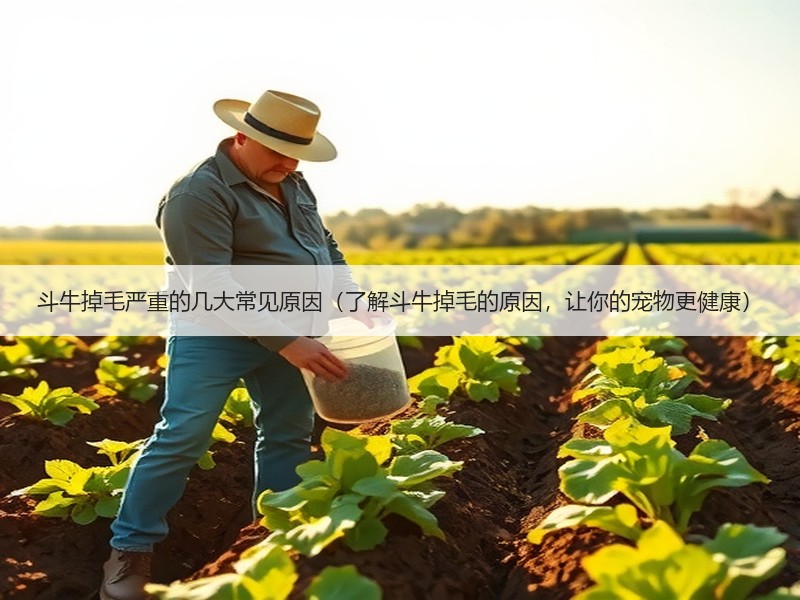 斗牛掉毛严重的几大常见原因（了解斗牛掉毛的原因，让你的宠物更健康）