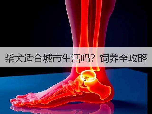 柴犬适合城市生活吗？饲养全攻略(图3)